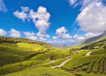 Iran’s Tea Harvest Brews 23% Growth